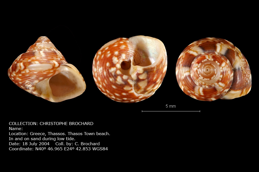 Gibbula sp.